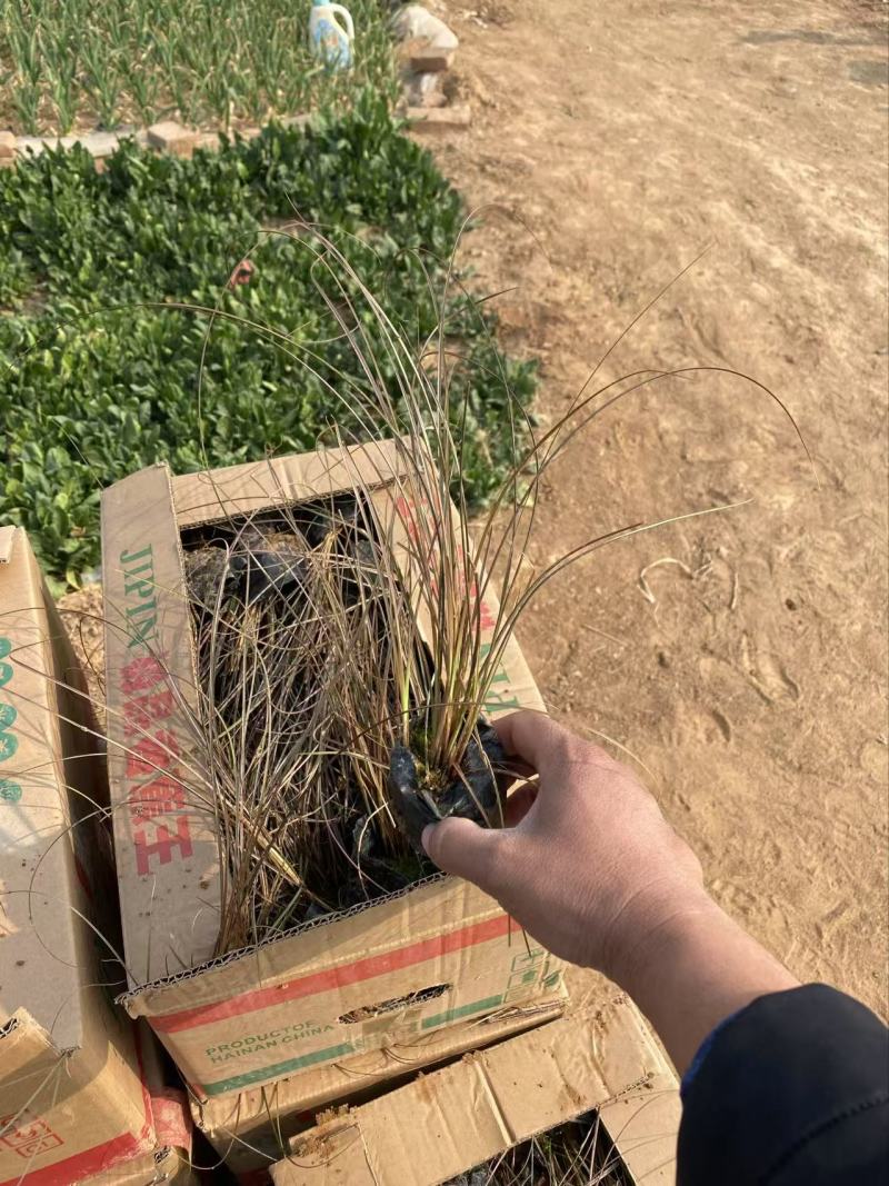 精品棕红苔草