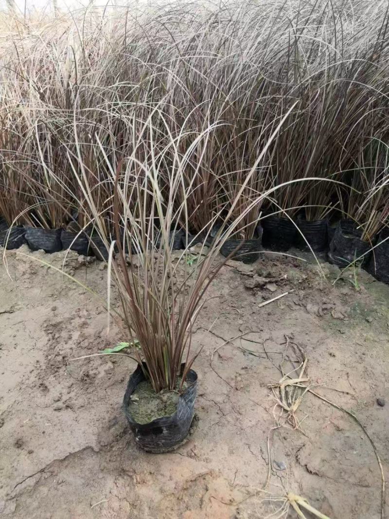 精品棕红苔草
