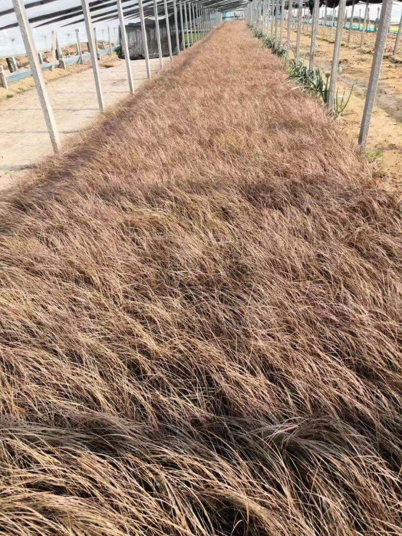 精品棕红苔草