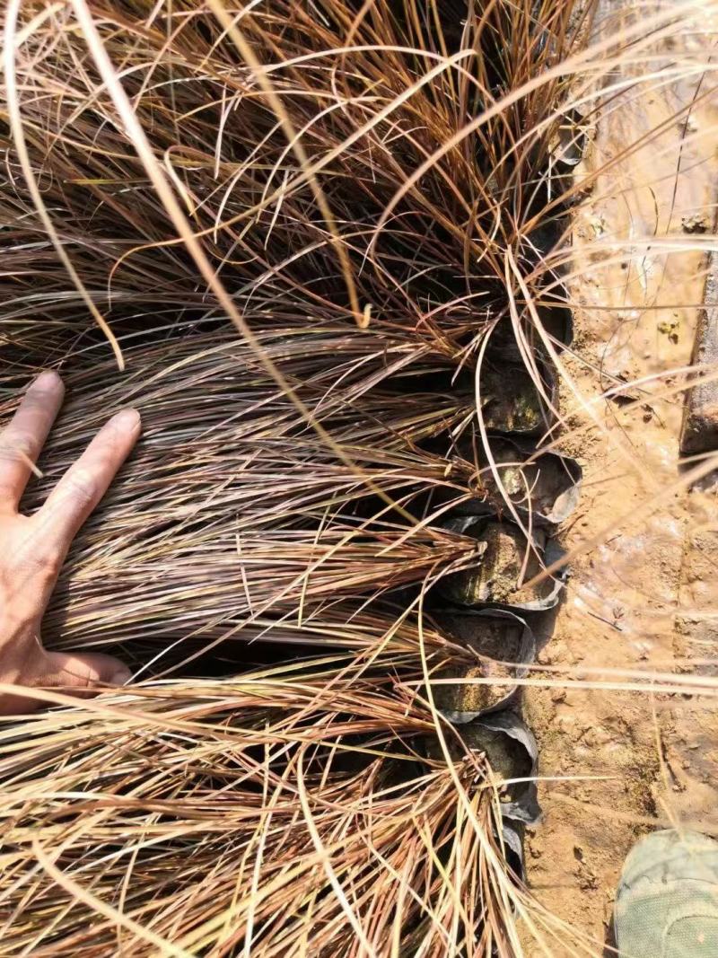 精品棕红苔草