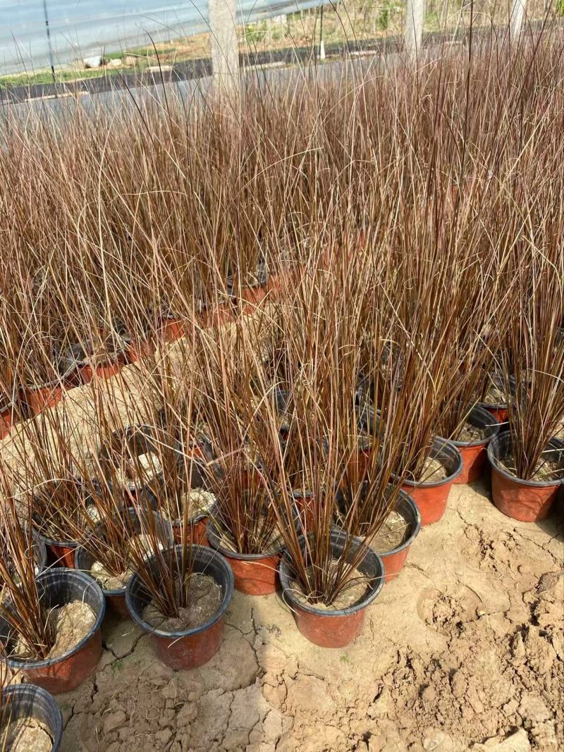 精品棕红苔草