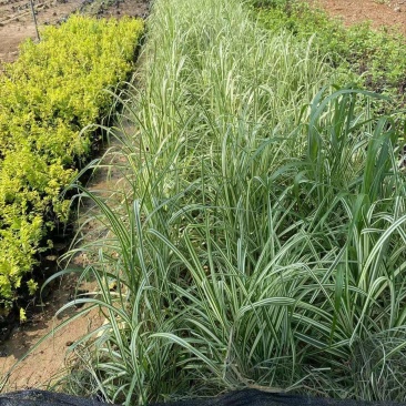 精品歌舞芒优质歌舞芒