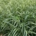 精品歌舞芒优质歌舞芒