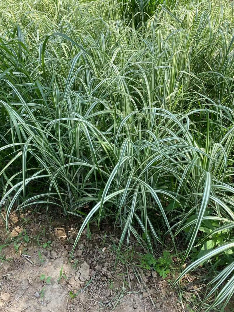 精品歌舞芒优质歌舞芒