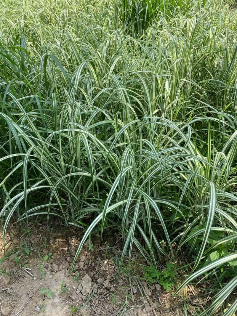 精品歌舞芒优质歌舞芒