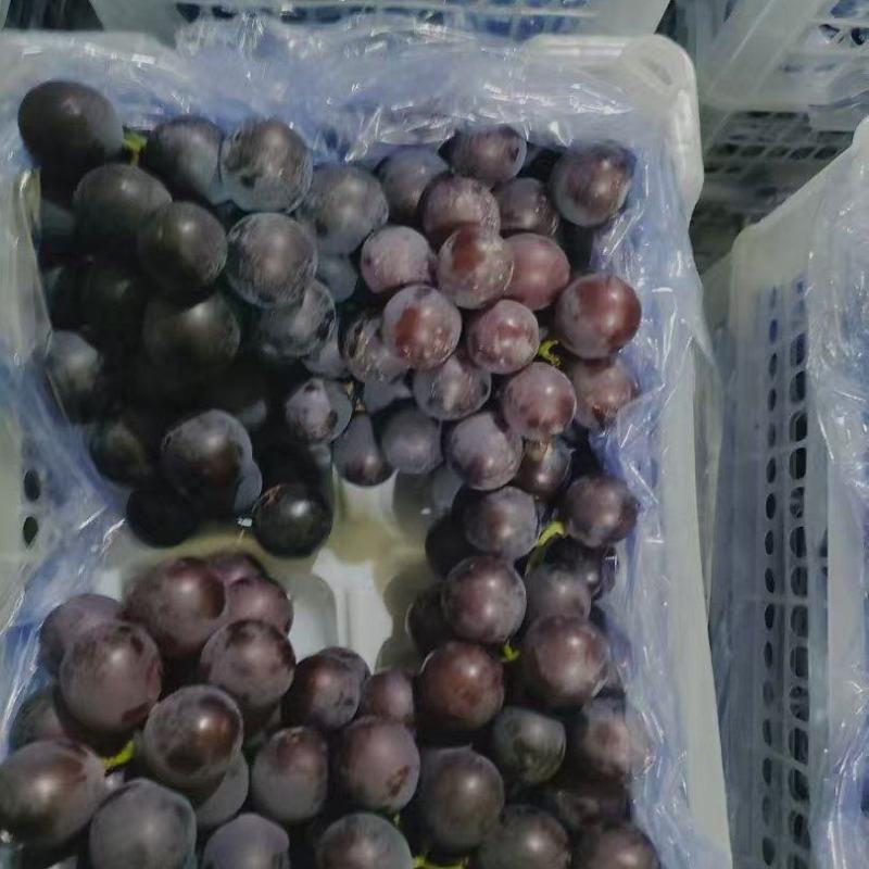 巨峰葡萄冷库大量现货欢迎咨询，支持各平台规格定制