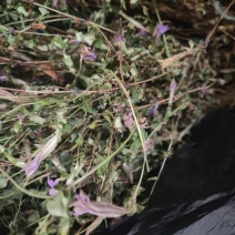 龙胆草野生龙胆草