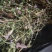 龙胆草野生龙胆草