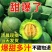 绿宝甜瓜大量现货！发李甜瓜主产地！支持全网一件代发代购