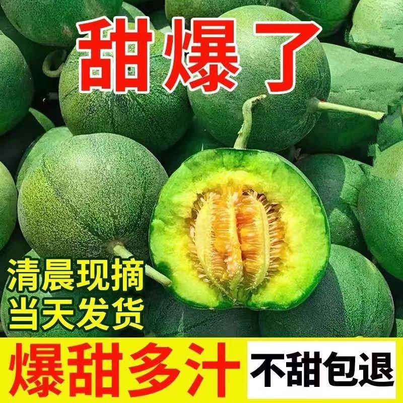 绿宝甜瓜大量现货！发李甜瓜主产地！支持全网一件代发代购