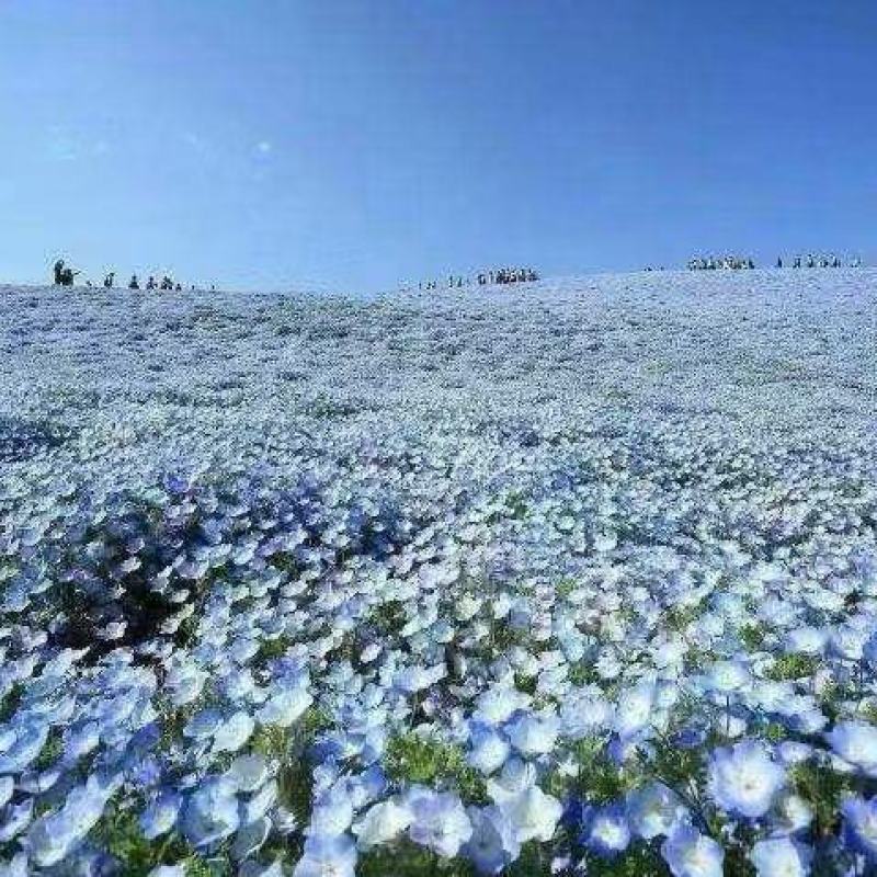 精品粉蝶花