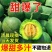 绿宝甜瓜大量现货！发李甜瓜主产地！支持全网一件代发代购