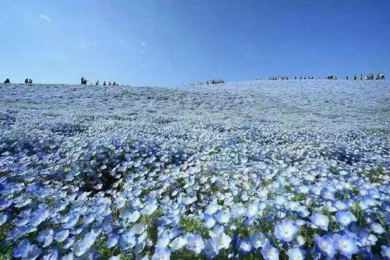 精品粉蝶花