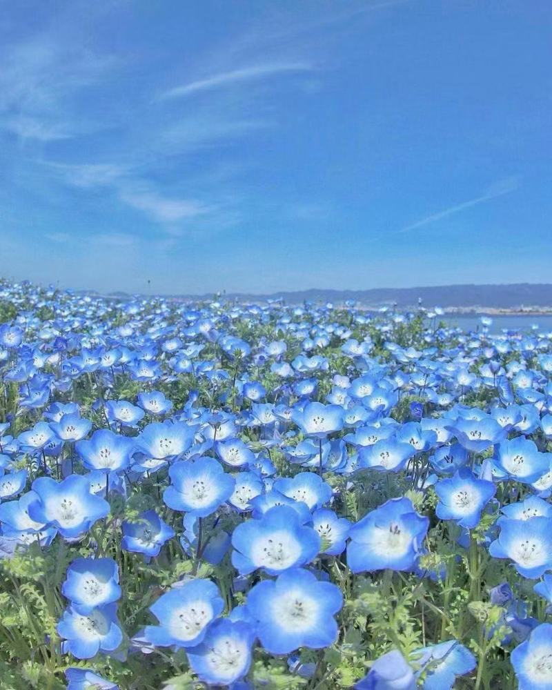 精品粉蝶花