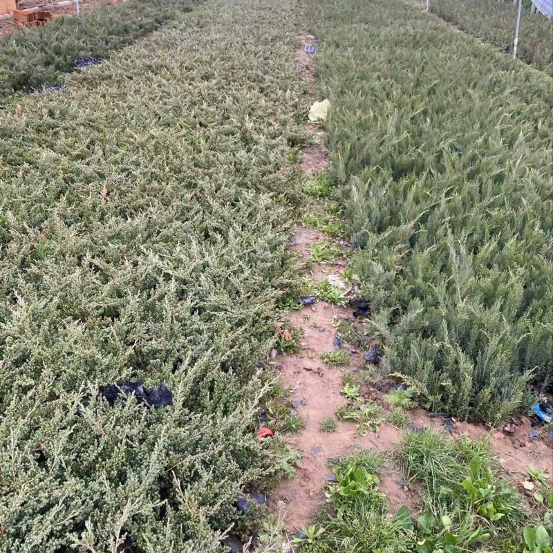 精品铺地柏优铺地柏铺地柏自产自销