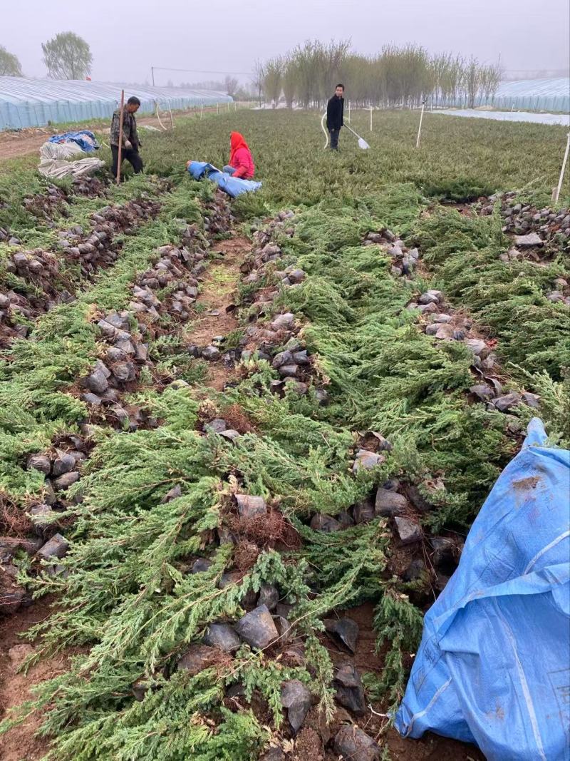 精品铺地柏优铺地柏铺地柏自产自销