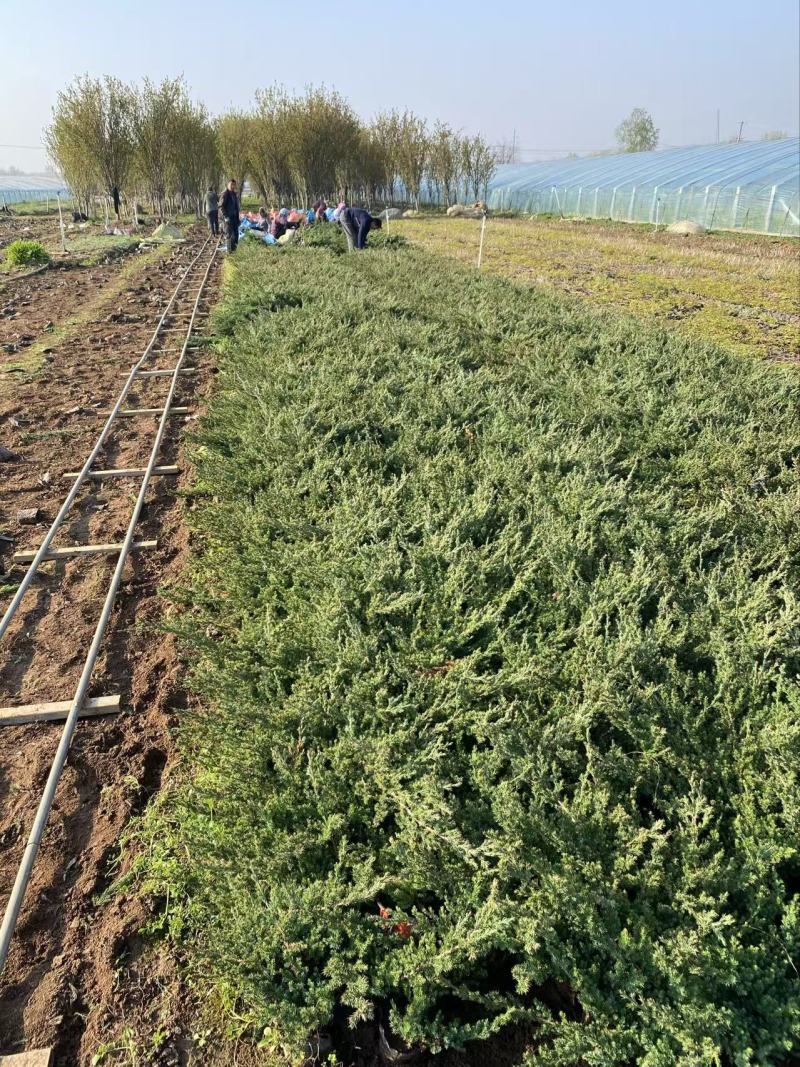 精品铺地柏优铺地柏铺地柏自产自销