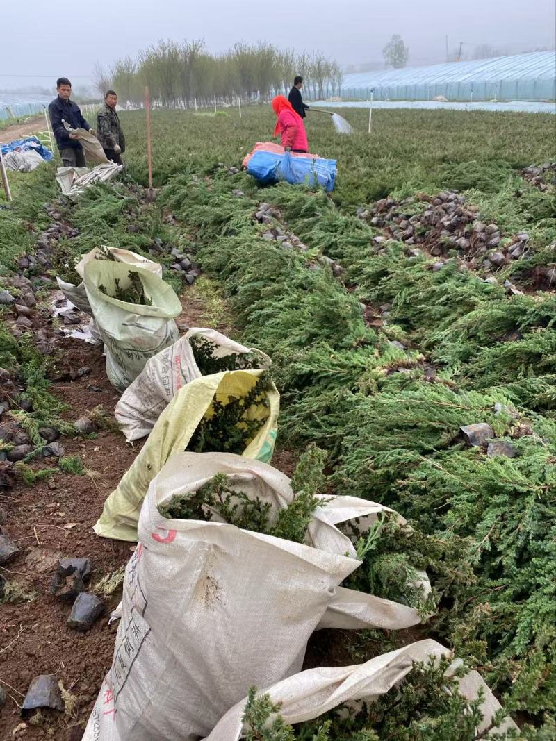精品铺地柏优铺地柏铺地柏自产自销