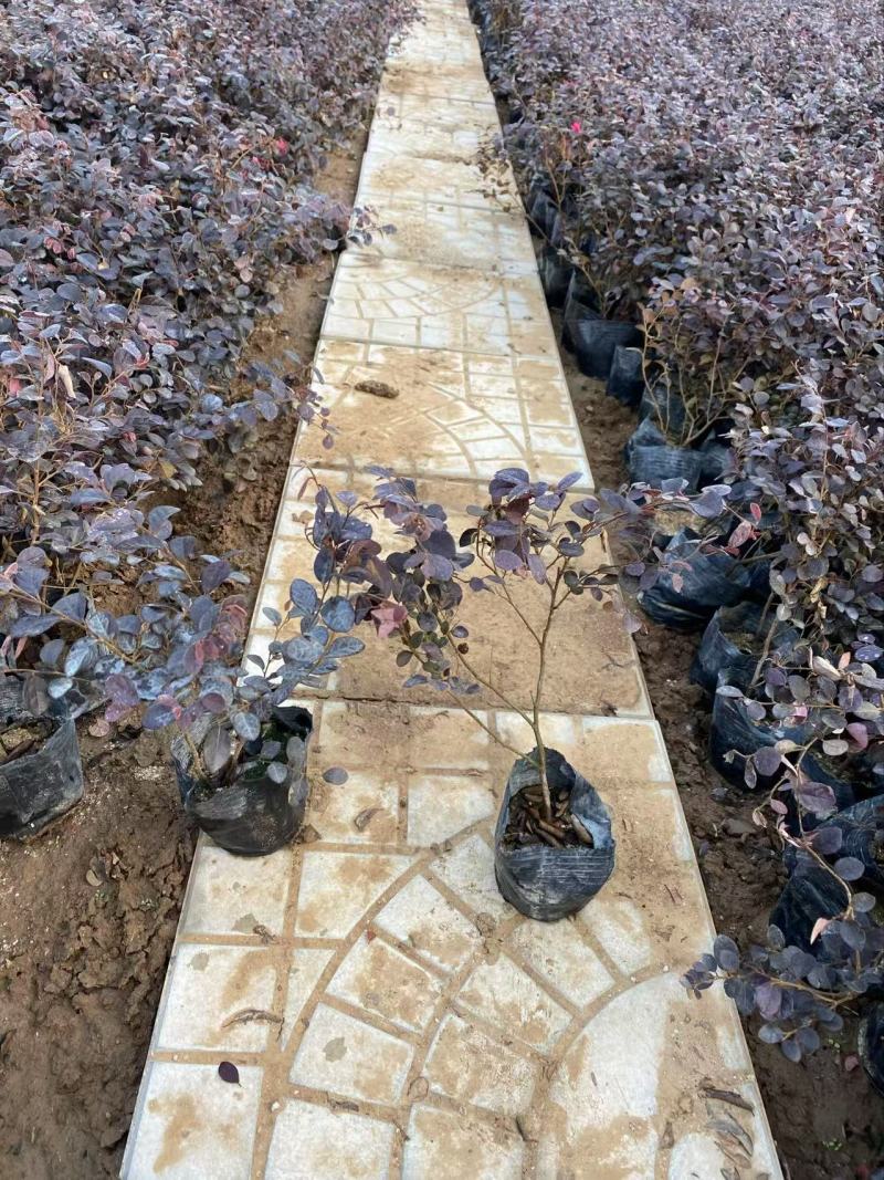 精品铺地柏优铺地柏铺地柏自产自销
