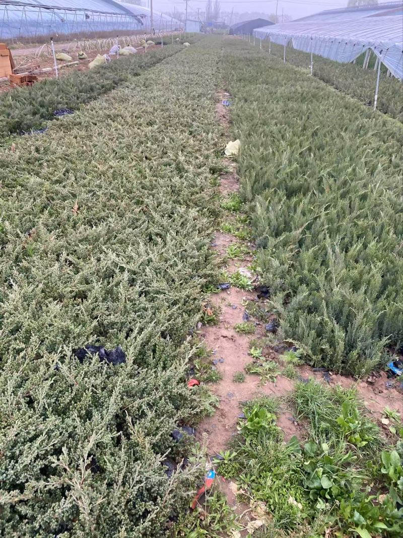 精品铺地柏优铺地柏铺地柏自产自销