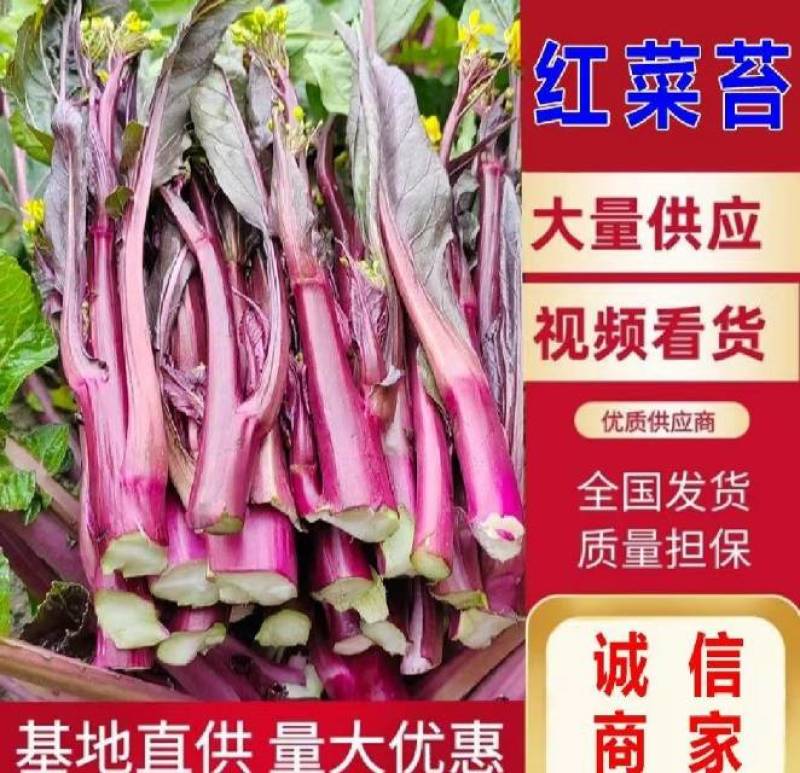 红菜苔红菜芯红油菜湖北红菜苔产地直发一手货源