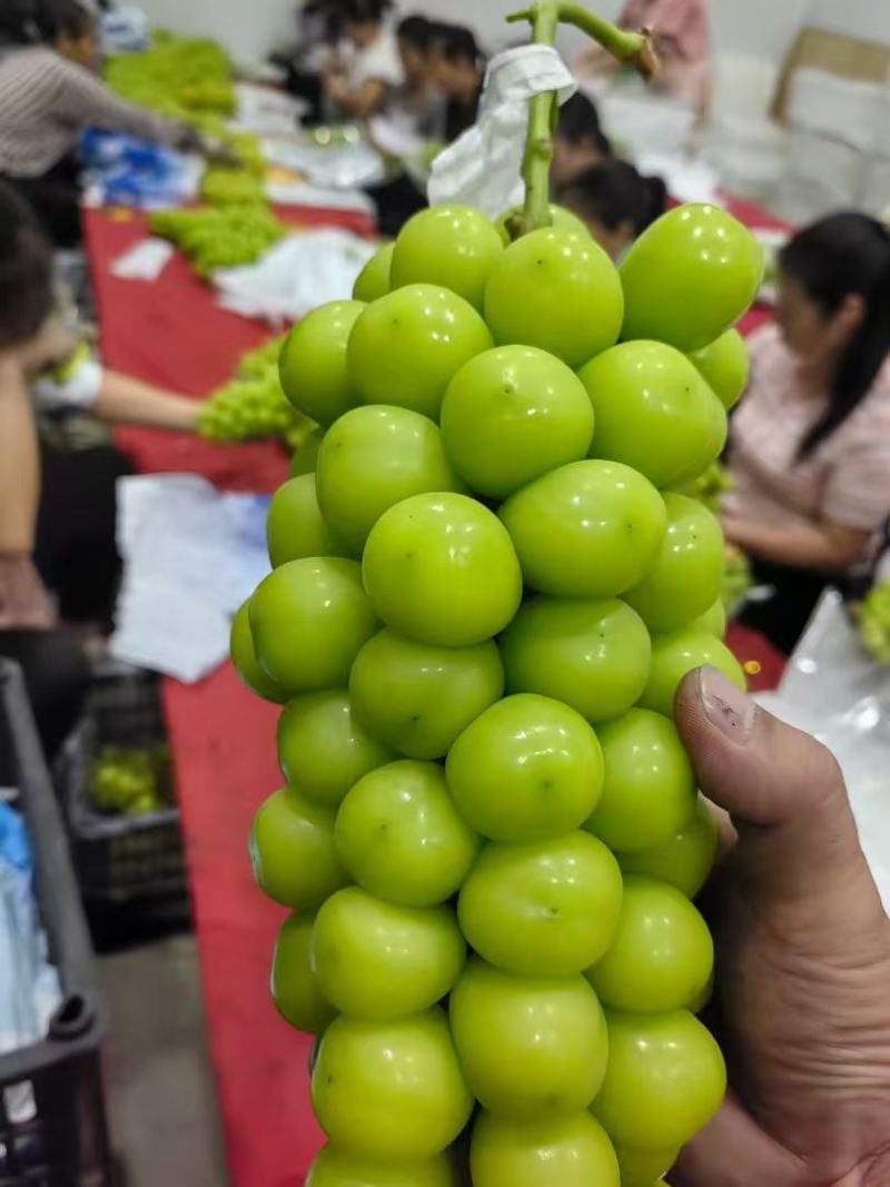 茉莉香葡萄着色香葡萄大量现货欢迎咨询合作共赢