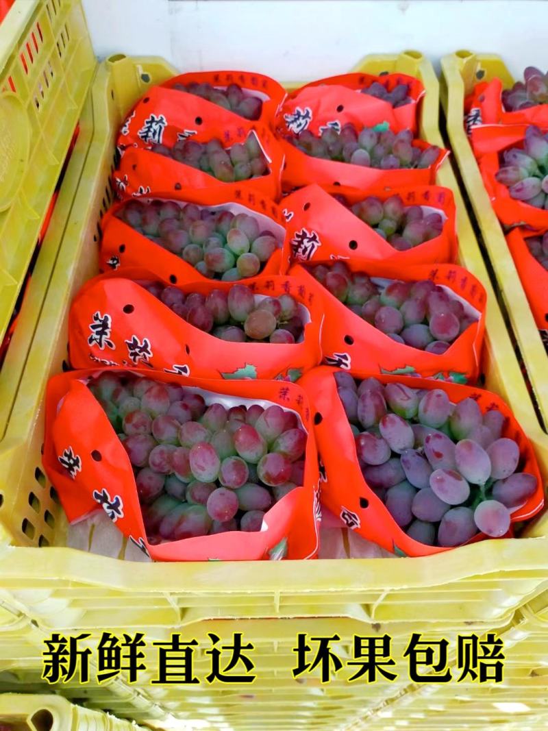 茉莉香葡萄着色香葡萄大量现货欢迎咨询合作共赢