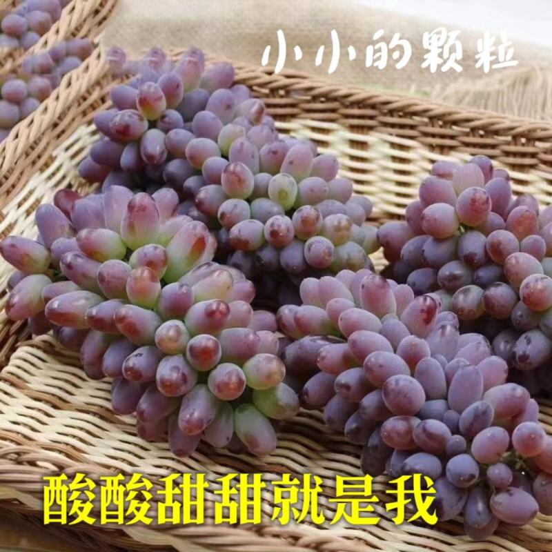 茉莉香葡萄着色香葡萄大量现货欢迎咨询合作共赢