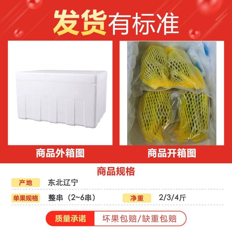 茉莉香葡萄着色香葡萄大量现货欢迎咨询合作共赢