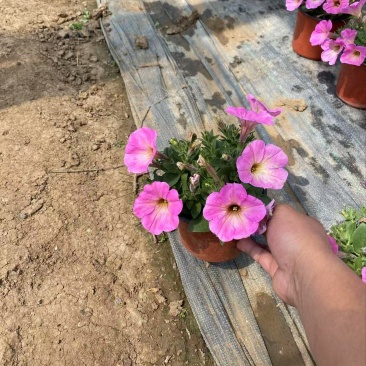精品牵牛花优质牵牛花自产自销