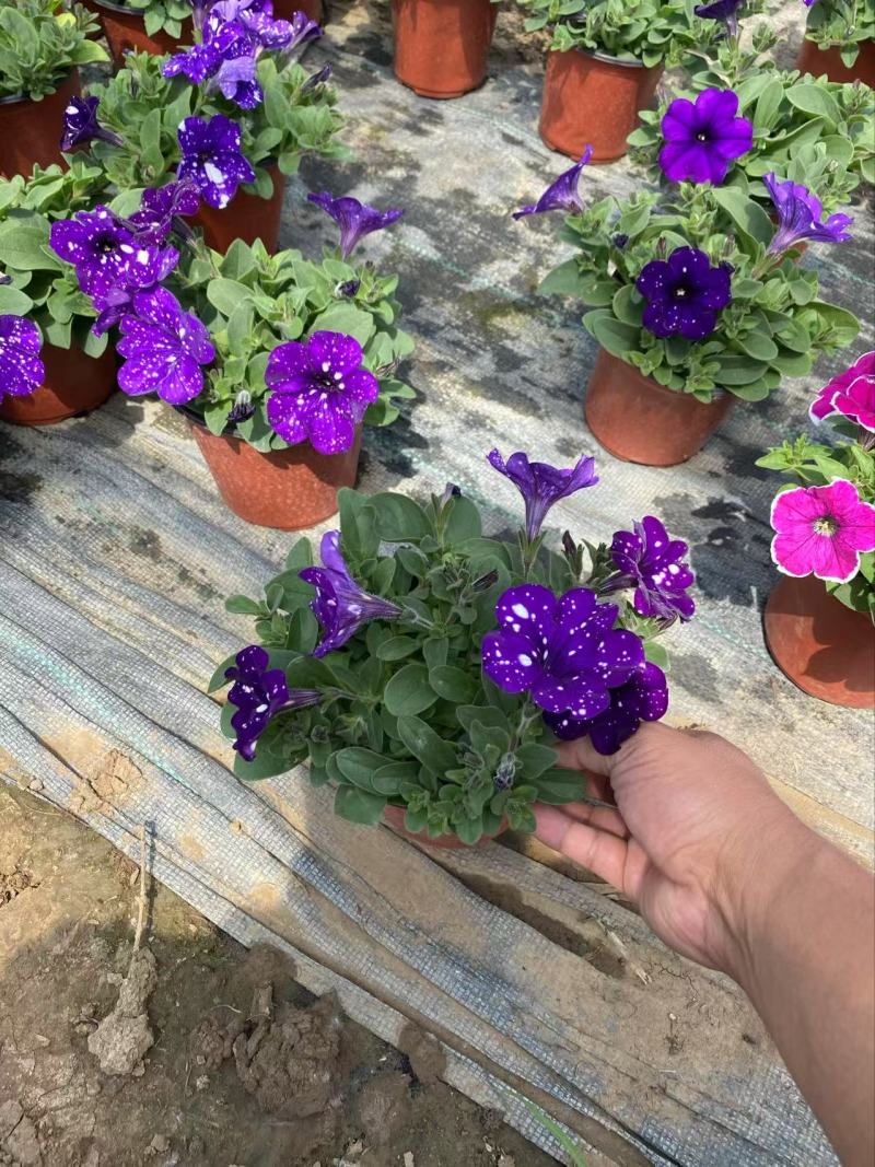 精品牵牛花优质牵牛花自产自销