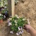 精品牵牛花优质牵牛花自产自销