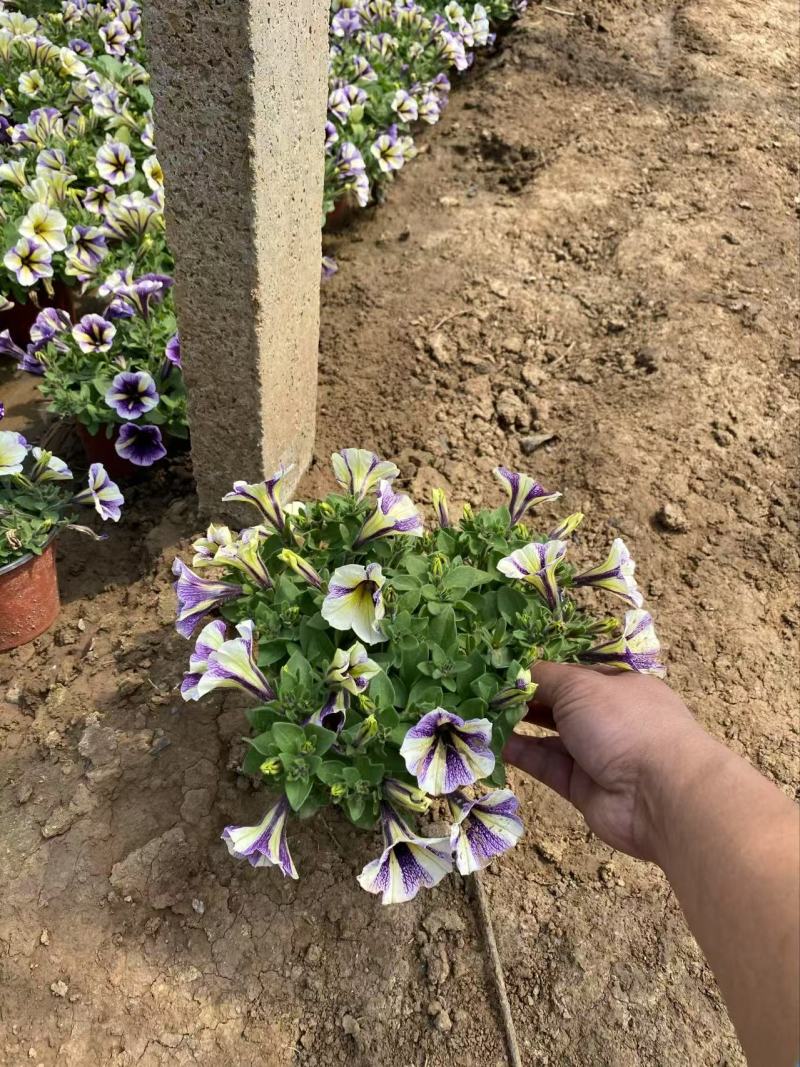精品牵牛花优质牵牛花自产自销