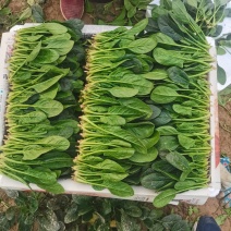 山东万亩拱棚菠菜大量上市