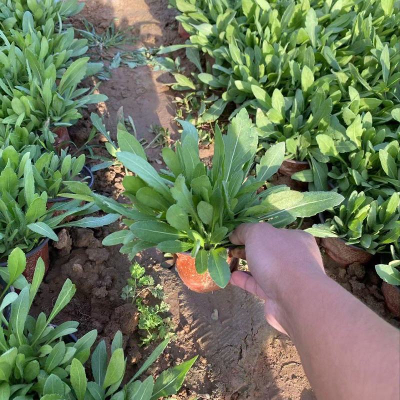 精品大天人菊大花天人菊优质天人菊