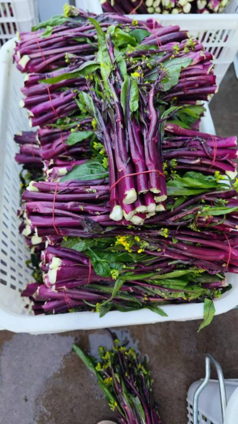 红菜苔红菜芯红油菜湖北红菜苔产地直发一手货源