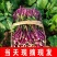 红菜苔红菜芯红油菜湖北红菜苔产地直发一手货源