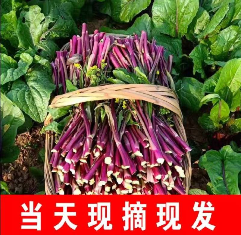红菜苔红菜芯红油菜湖北红菜苔产地直发一手货源