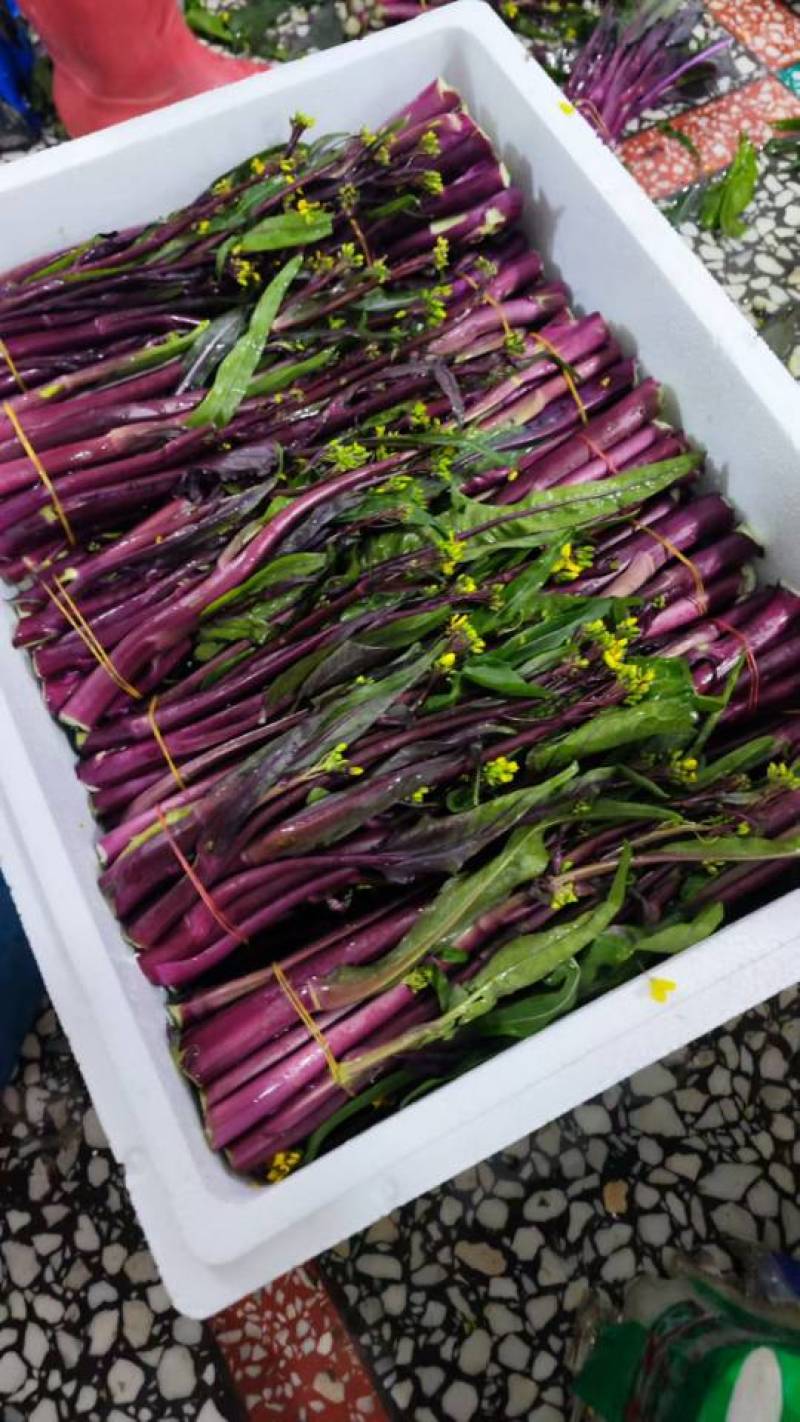 红菜苔红菜芯红油菜湖北红菜苔产地直发一手货源