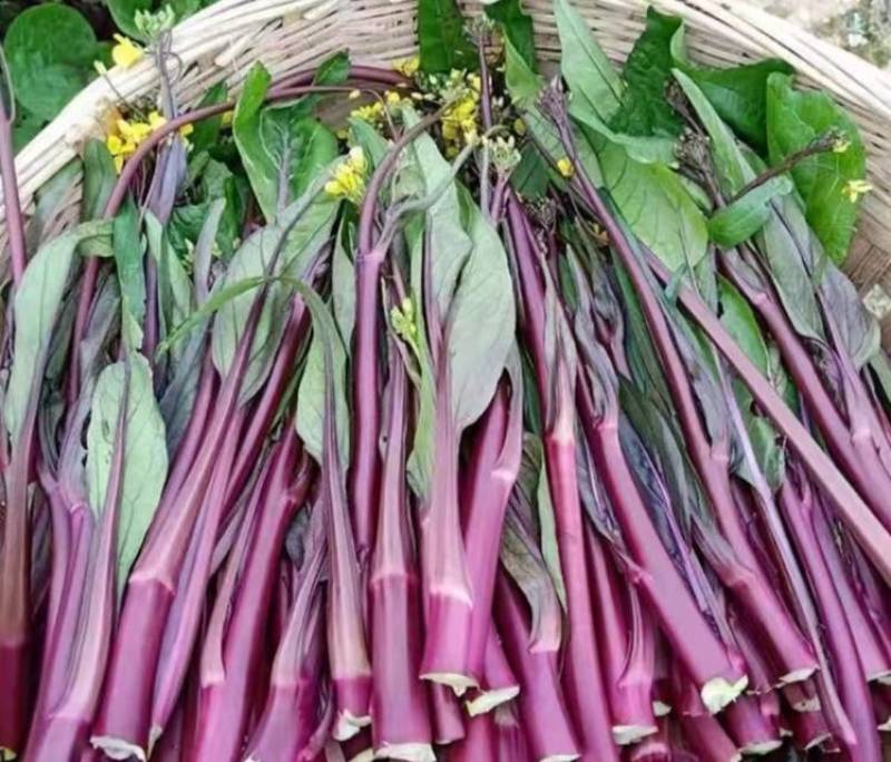 红菜苔红菜芯红油菜湖北红菜苔产地直发一手货源