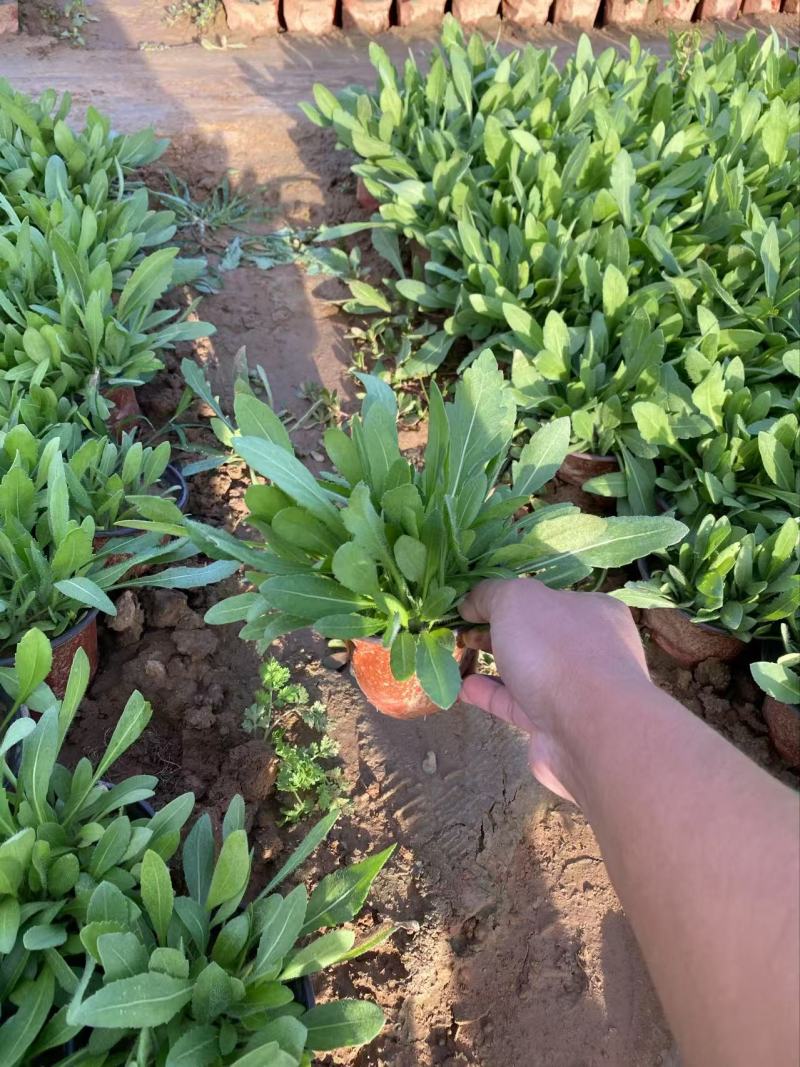 精品大天人菊大花天人菊优质天人菊