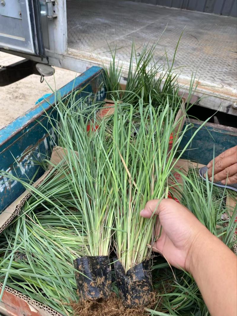 精品须芒草优质须芒草须芒草