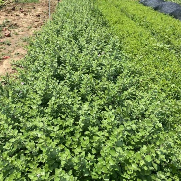 精品单叶蔓荆优质单叶蔓荆