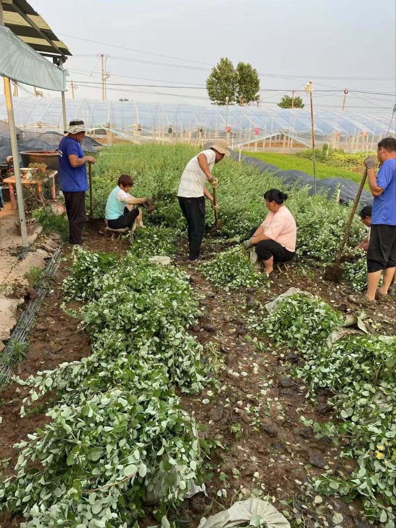 精品单叶蔓荆优质单叶蔓荆