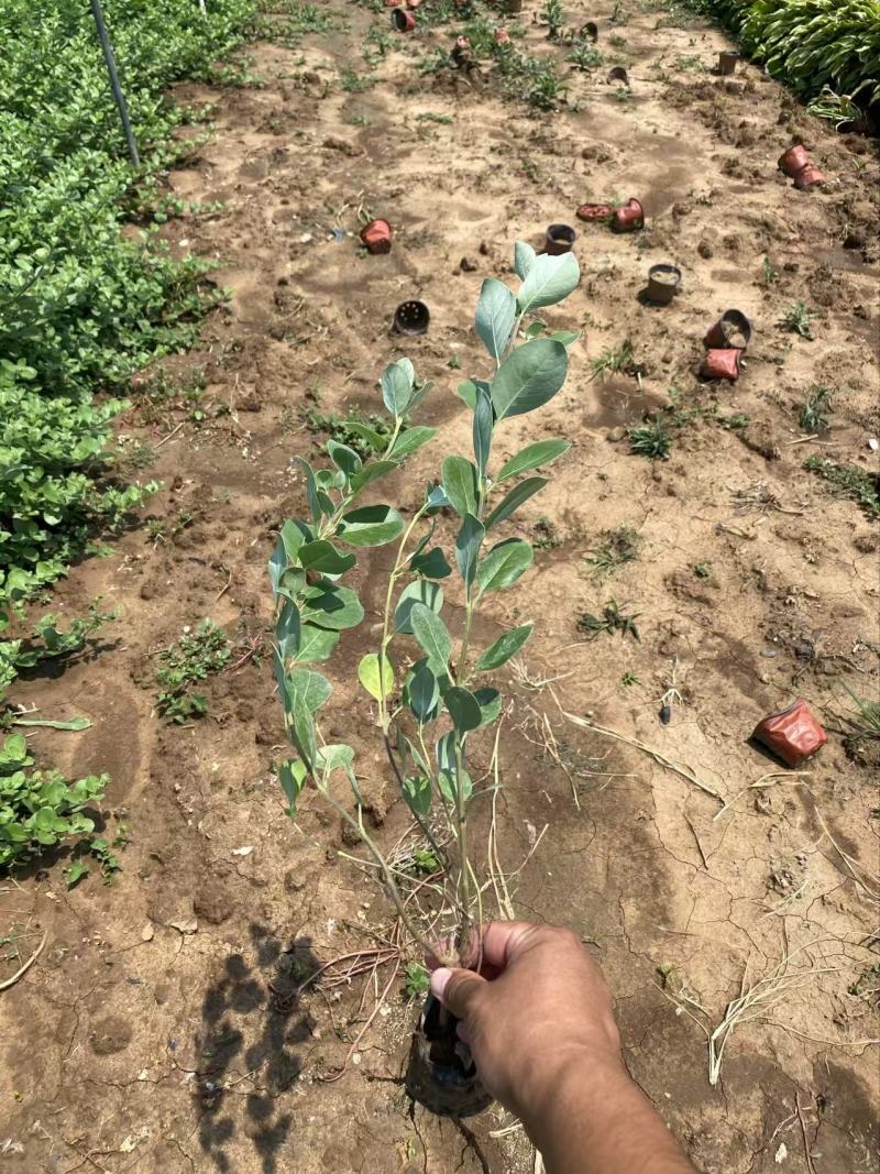 精品单叶蔓荆优质单叶蔓荆