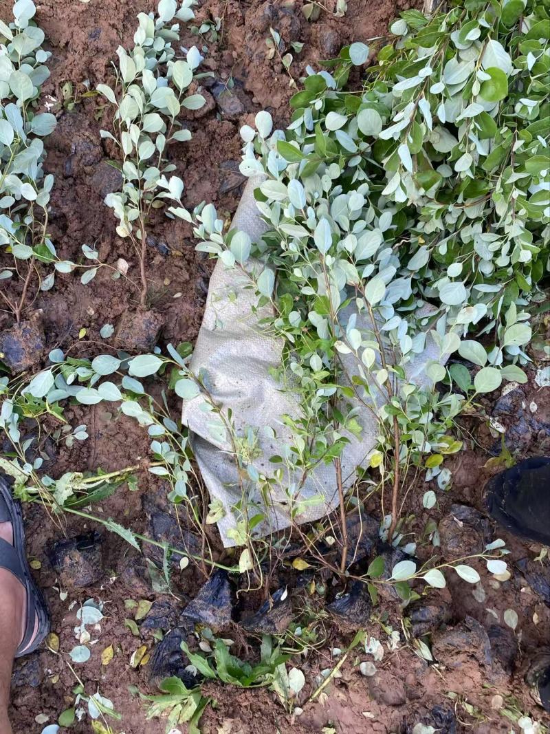 精品单叶蔓荆优质单叶蔓荆