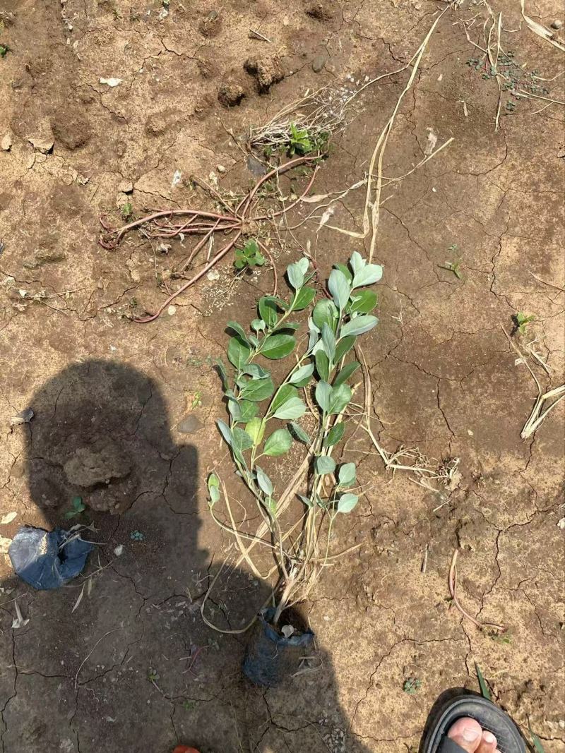 精品单叶蔓荆优质单叶蔓荆