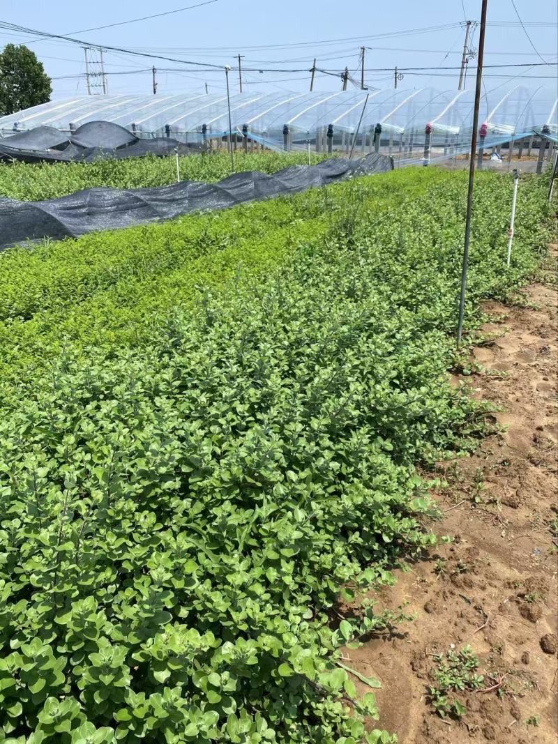 精品单叶蔓荆优质单叶蔓荆
