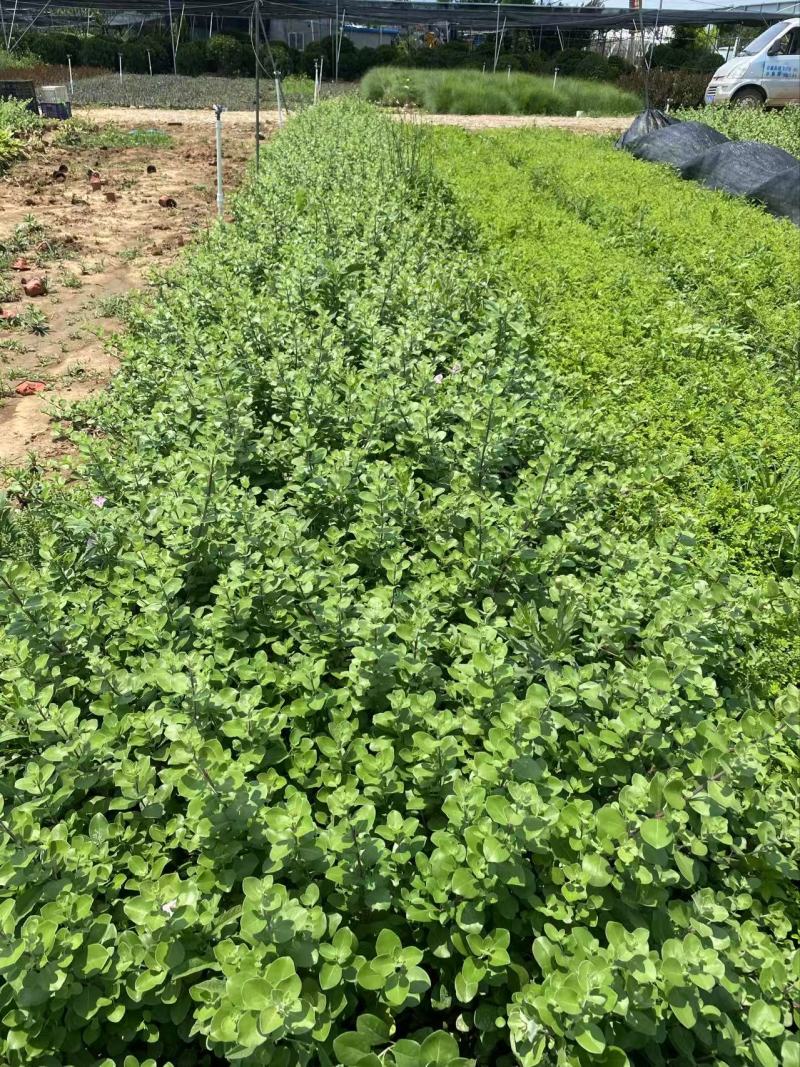 精品单叶蔓荆优质单叶蔓荆