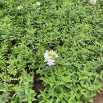精品肥皂草优质肥皂草